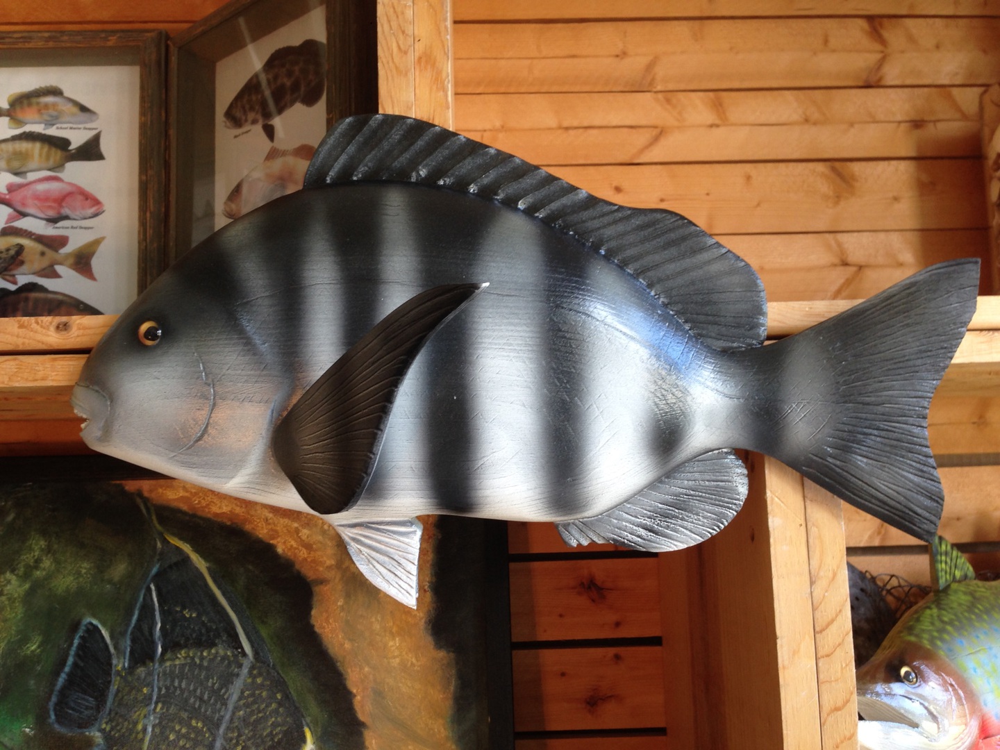show me a picture of a sheepshead fish